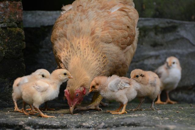 Le SIAVED lance son opération originale "Adoptez des poules régionales".
